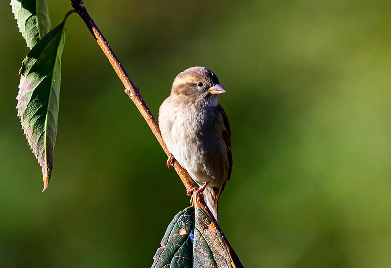 L’oiseau solitaire
